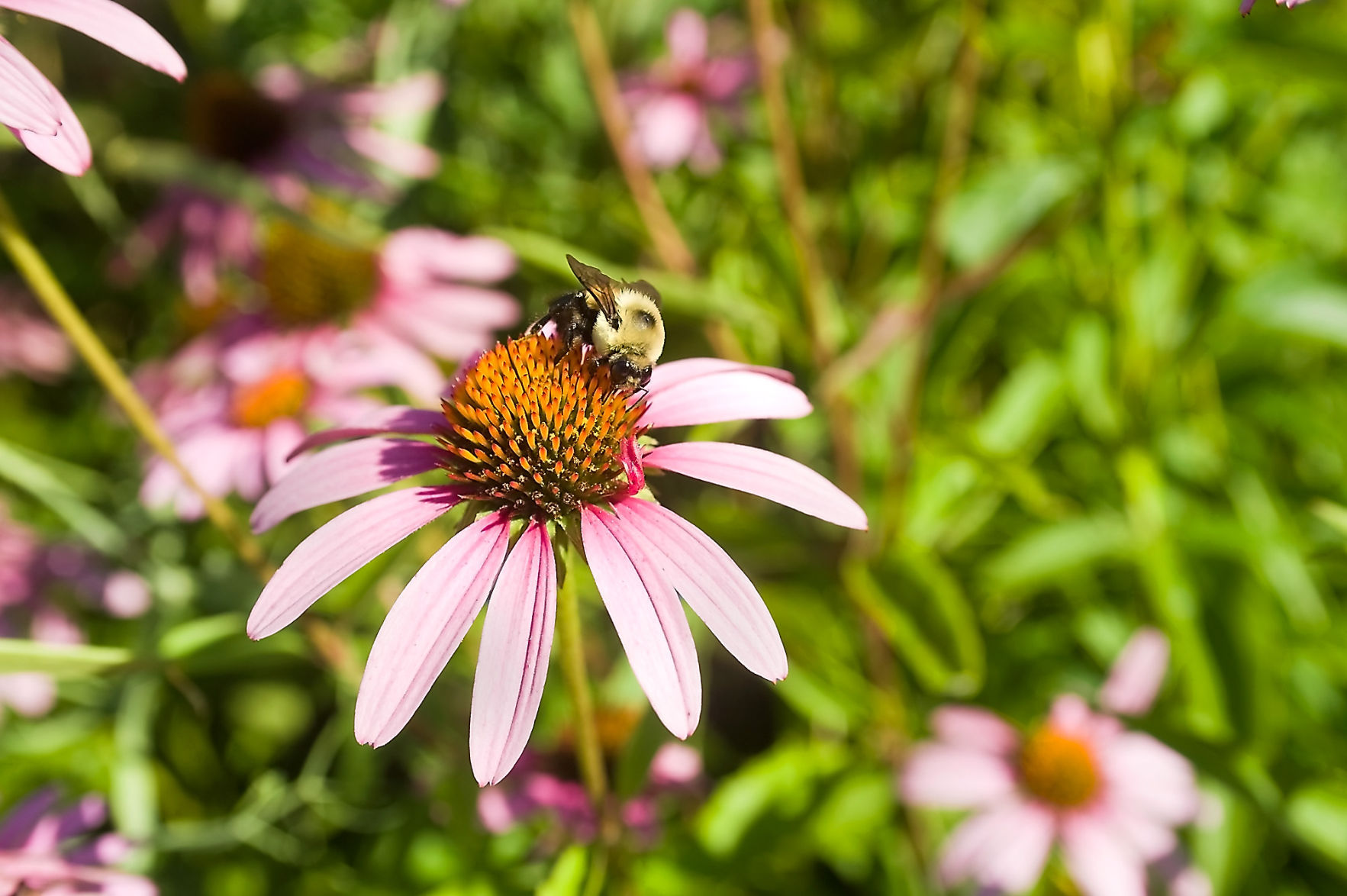 Pollination